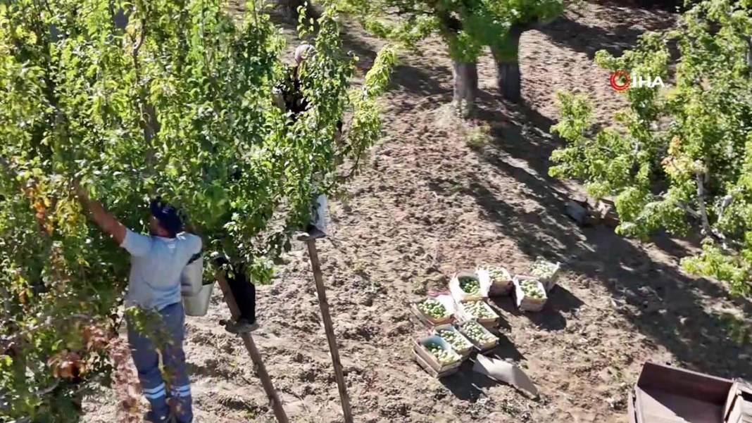 Aylarca depolarda bekletildi: Şimdi tezgahları süsleyecek! Ankara armudunun ilginç yolculuğu şaşırttı 10